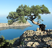 Крымская сосна